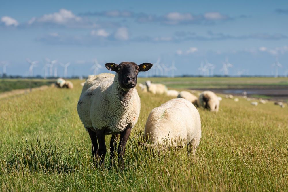 Aktier med hög utdelning är ett populärt val för många investerare som